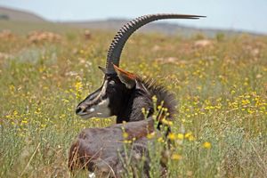 African Ungulates